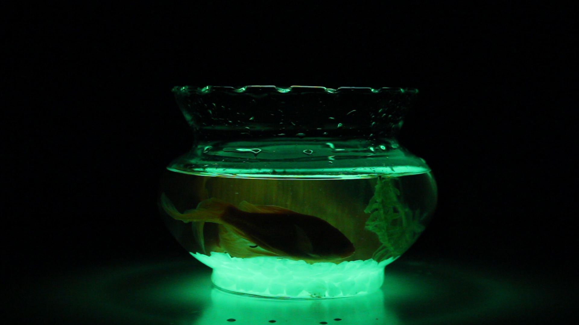 Luminous fish tank