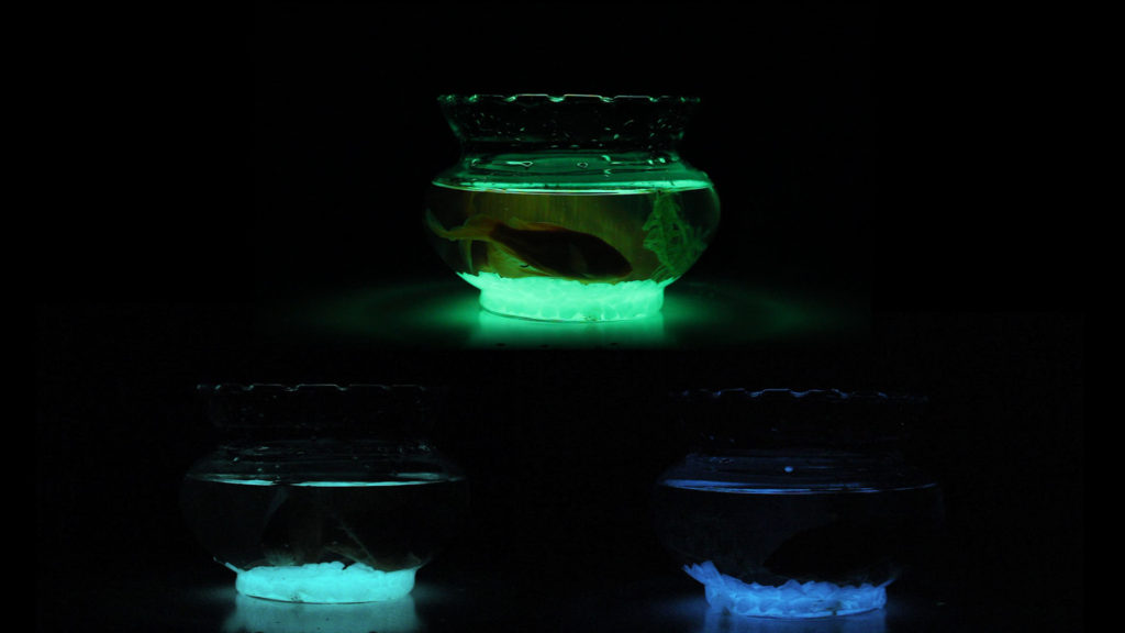 luminous fish tank